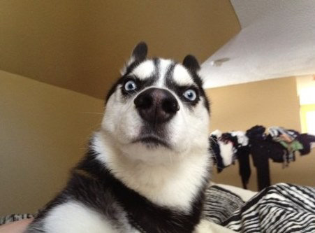 浦发银行信用卡中心_商城_网上申请_电话_进